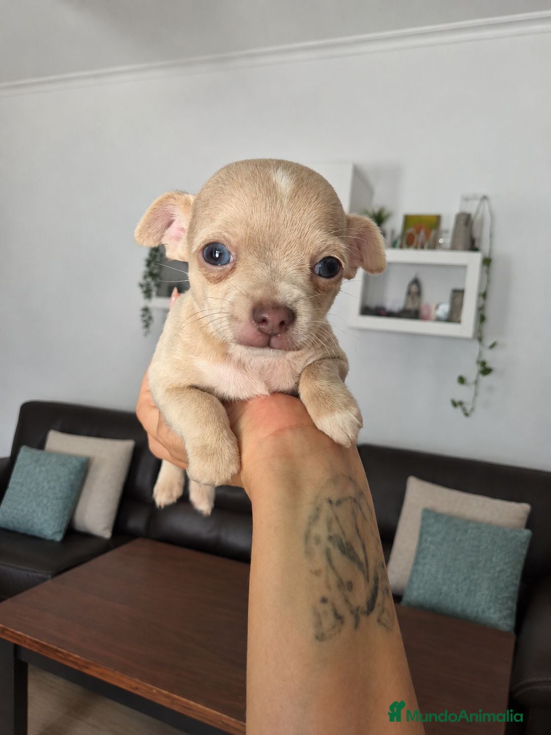 Chihuahua perros Chihuahua exotico - Anuncio 1