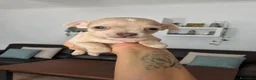 Chihuahua perros en venta: Chihuahua exotico - Anuncio 1