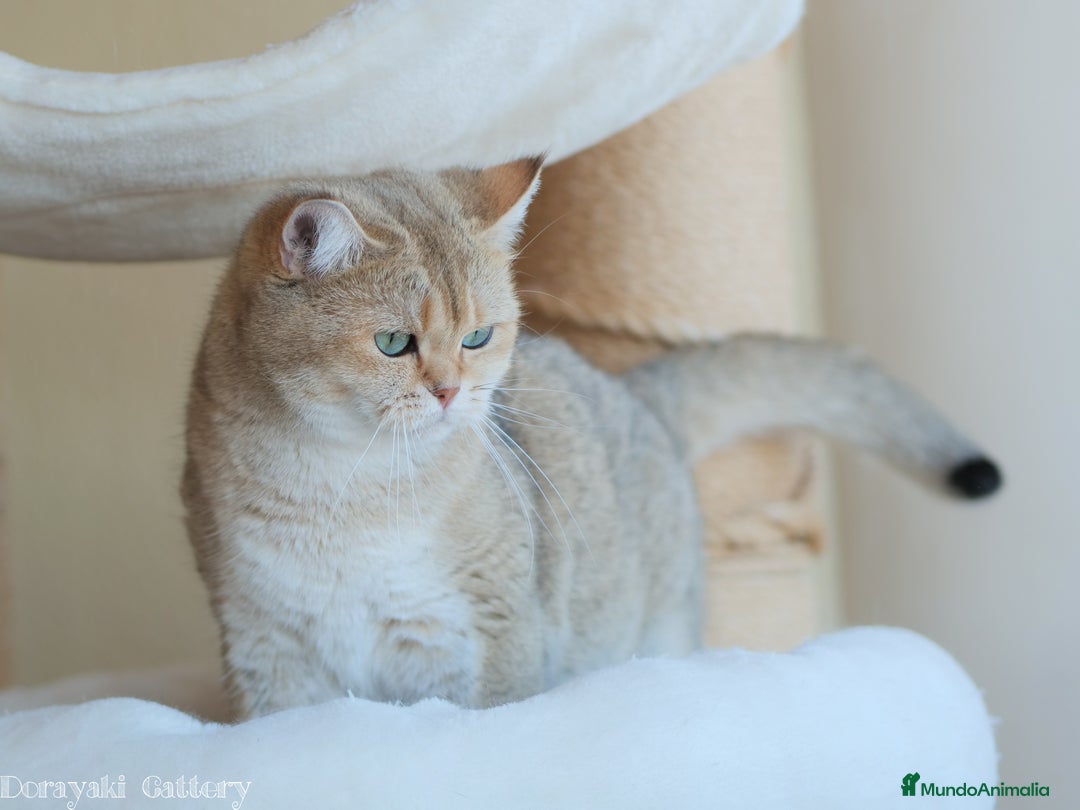 Británico de Pelo Corto gatos en adopcion: British shorthair black golden shaded - Imagen 3