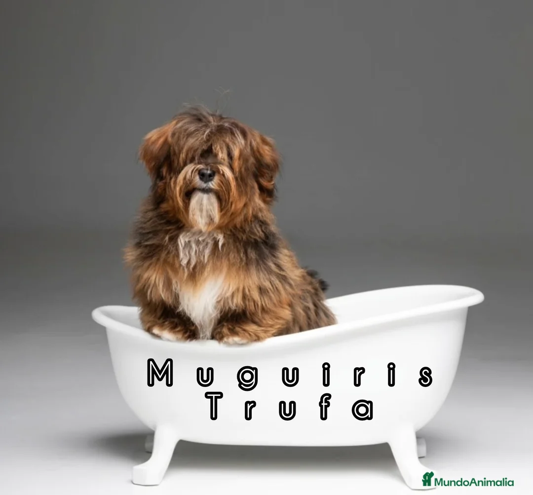 Bichón Habanero perros en venta: Muguiris Elodie - Anuncio 3