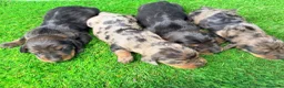 Teckel Miniatura perros en venta: TECKELS MINIATURA  - Anuncio 1