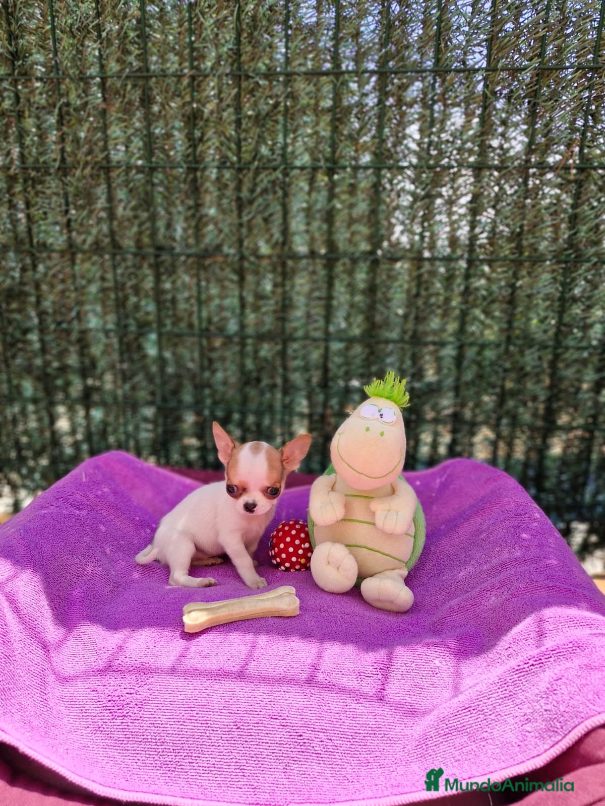 Chihuahua perros Chihuahuas toy  en Barcelona - Anuncio 2