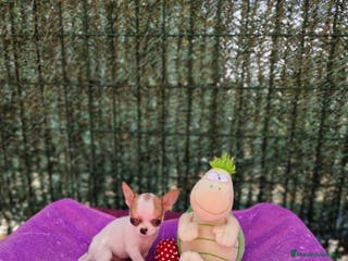 Chihuahua perros Chihuahuas toy en Barcelona - Anuncio 15