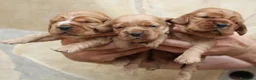 Cocker Spaniel Inglés perros en venta: Cocker Spaniel ingles Dorados  - Anuncio 3