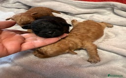 Shihpoo perros en venta: Preciosos ShihPoos de varios colores - Imagen 5