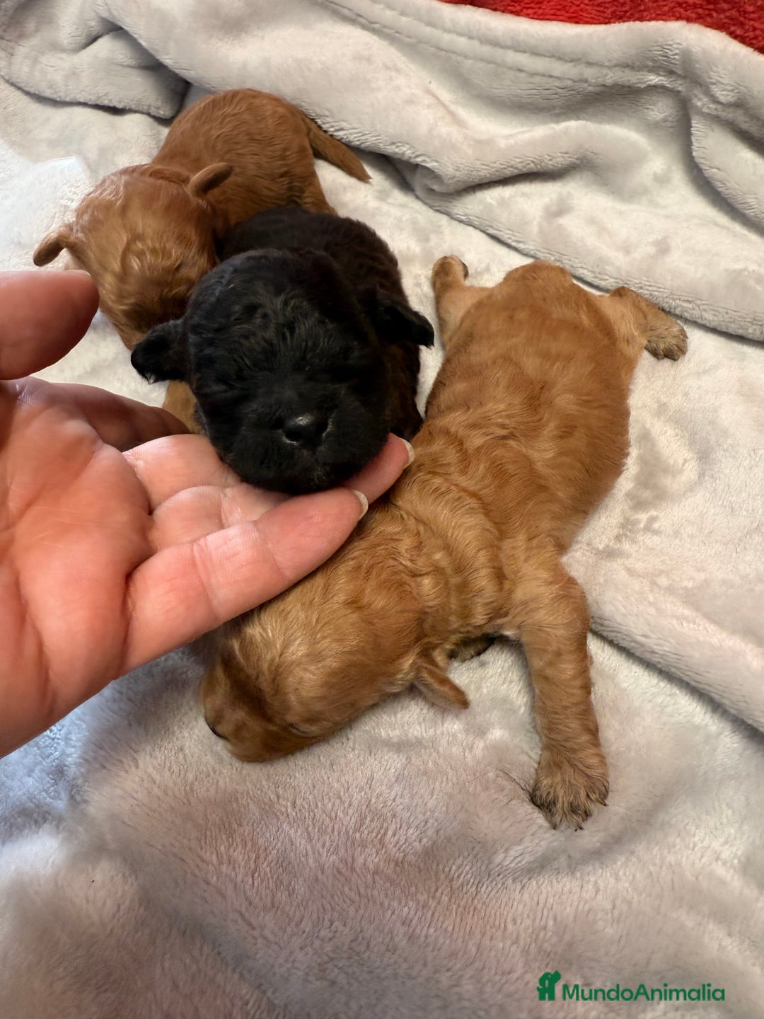 Shihpoo perros en venta: Preciosos ShihPoos de varios colores - Imagen 5