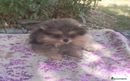 Pomerania perros en venta: Pomeranias exóticos. Hembra - Imagen 2