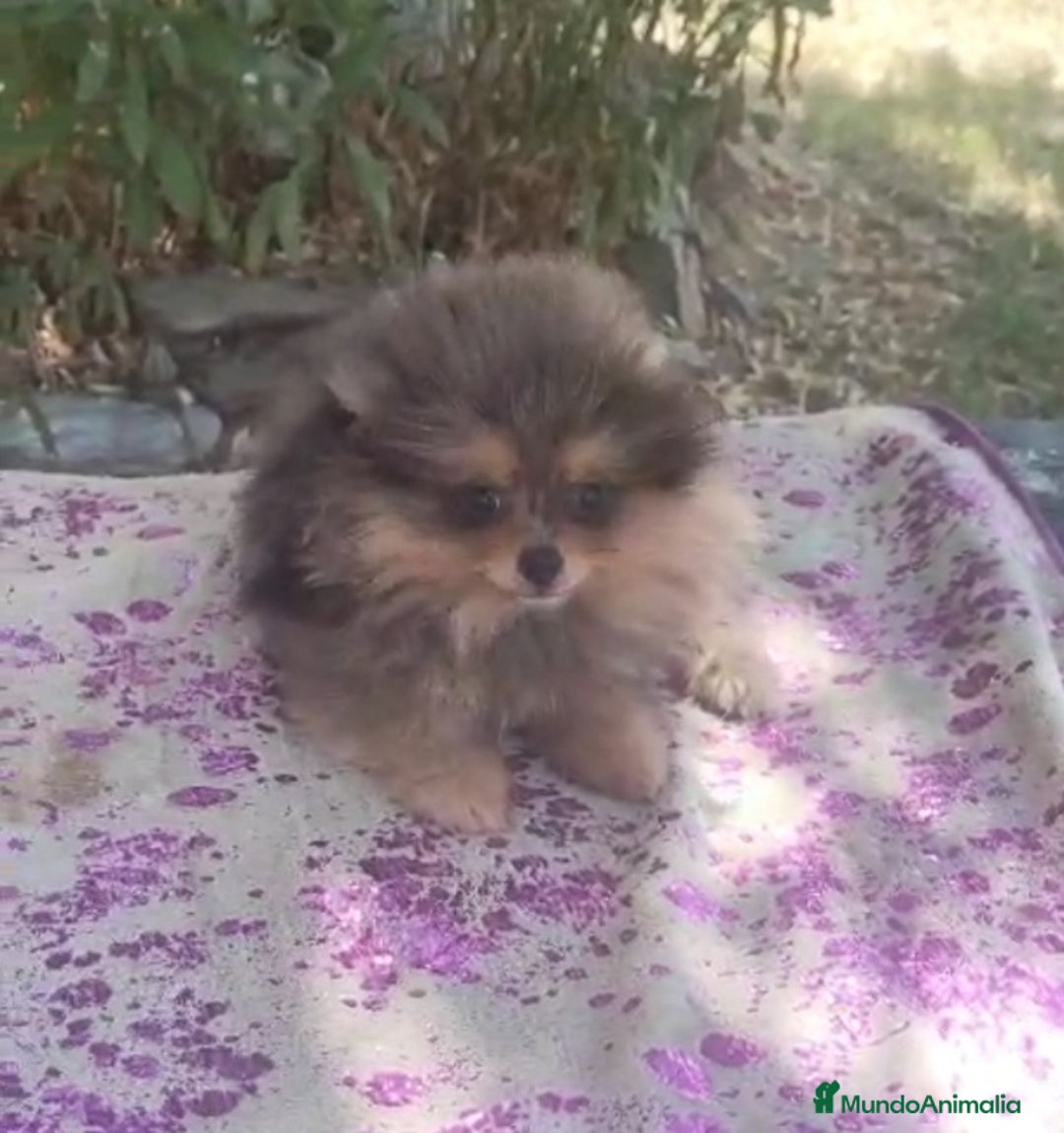 Pomerania perros en venta: Pomeranias exóticos. Hembra - Imagen 2