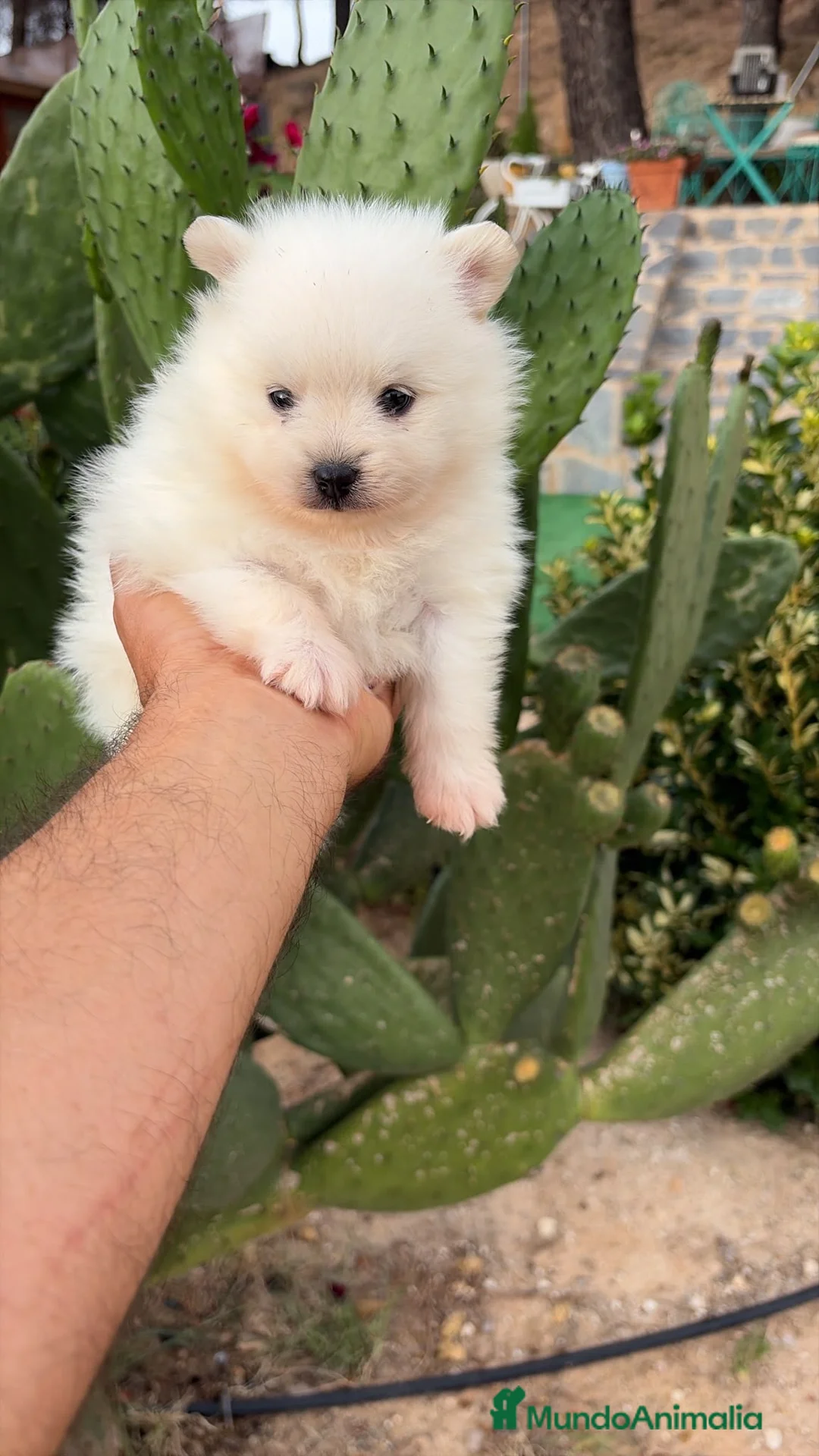 Pomerania perros en venta: Pomerania macho blanco  - Anuncio 2