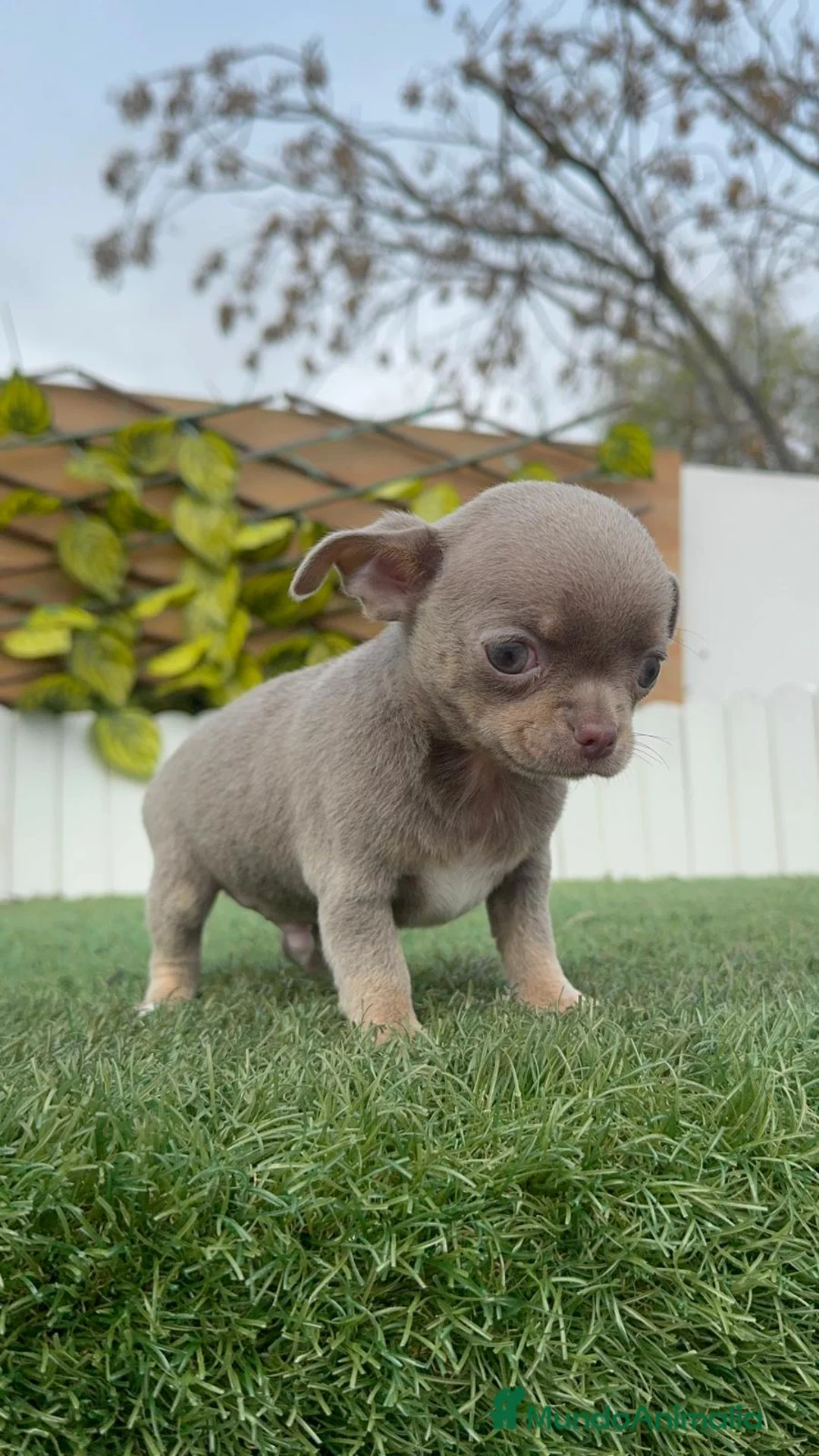 Chihuahua perros en venta: CHIHUAHUA LILAC AND TAN - Anuncio 15