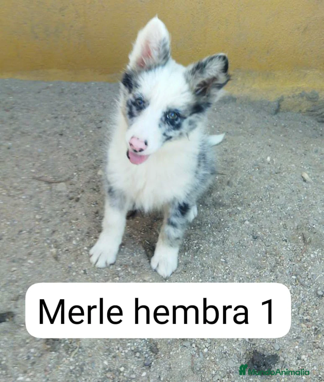 Imagen de galería {{count}}