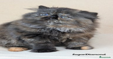 Persa gatos - Anuncio 7