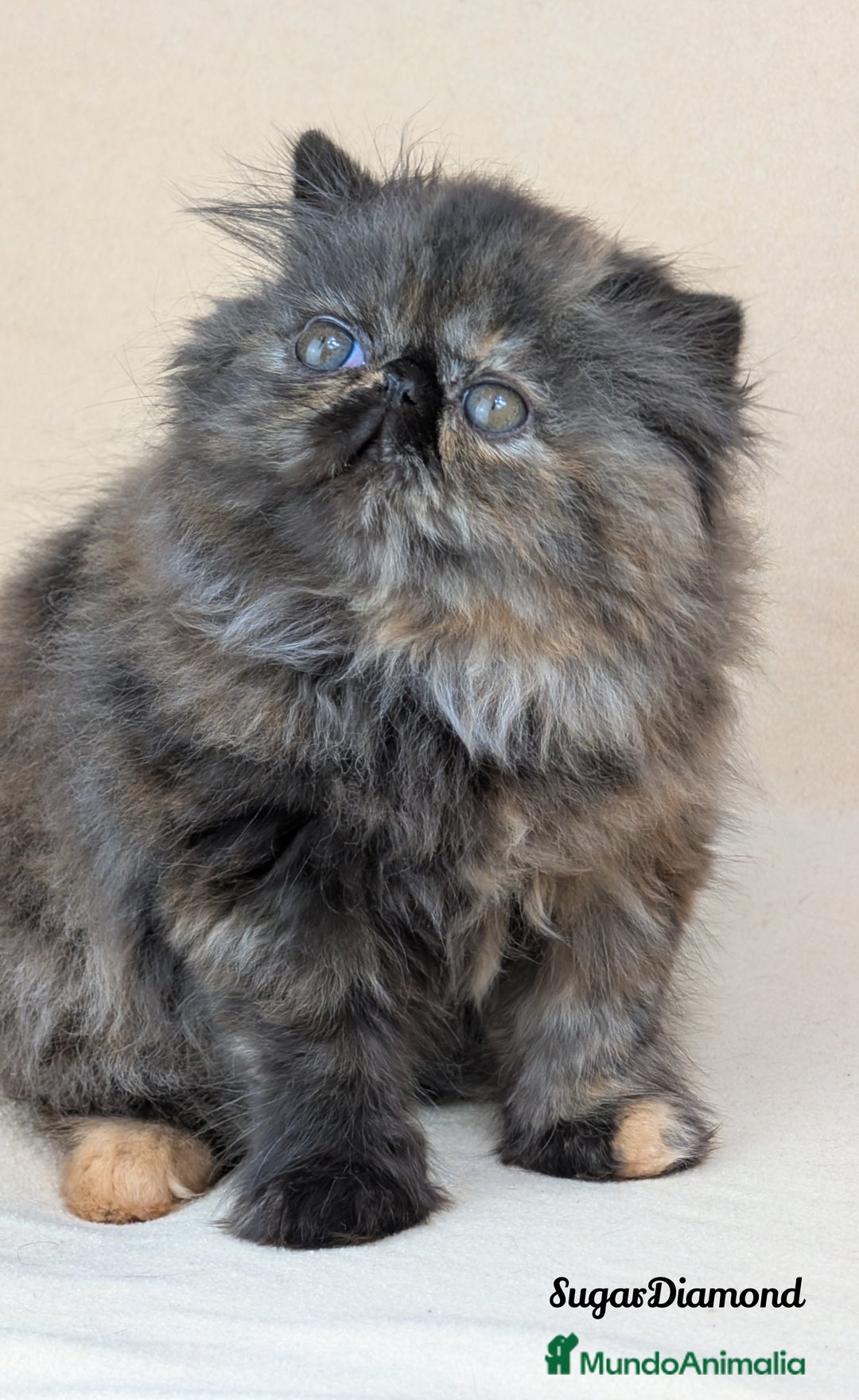 Persa gatos en venta: Persa Tortuga negra - Imagen 2