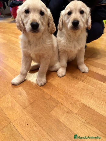 Golden Retriever perros - Anuncio 2