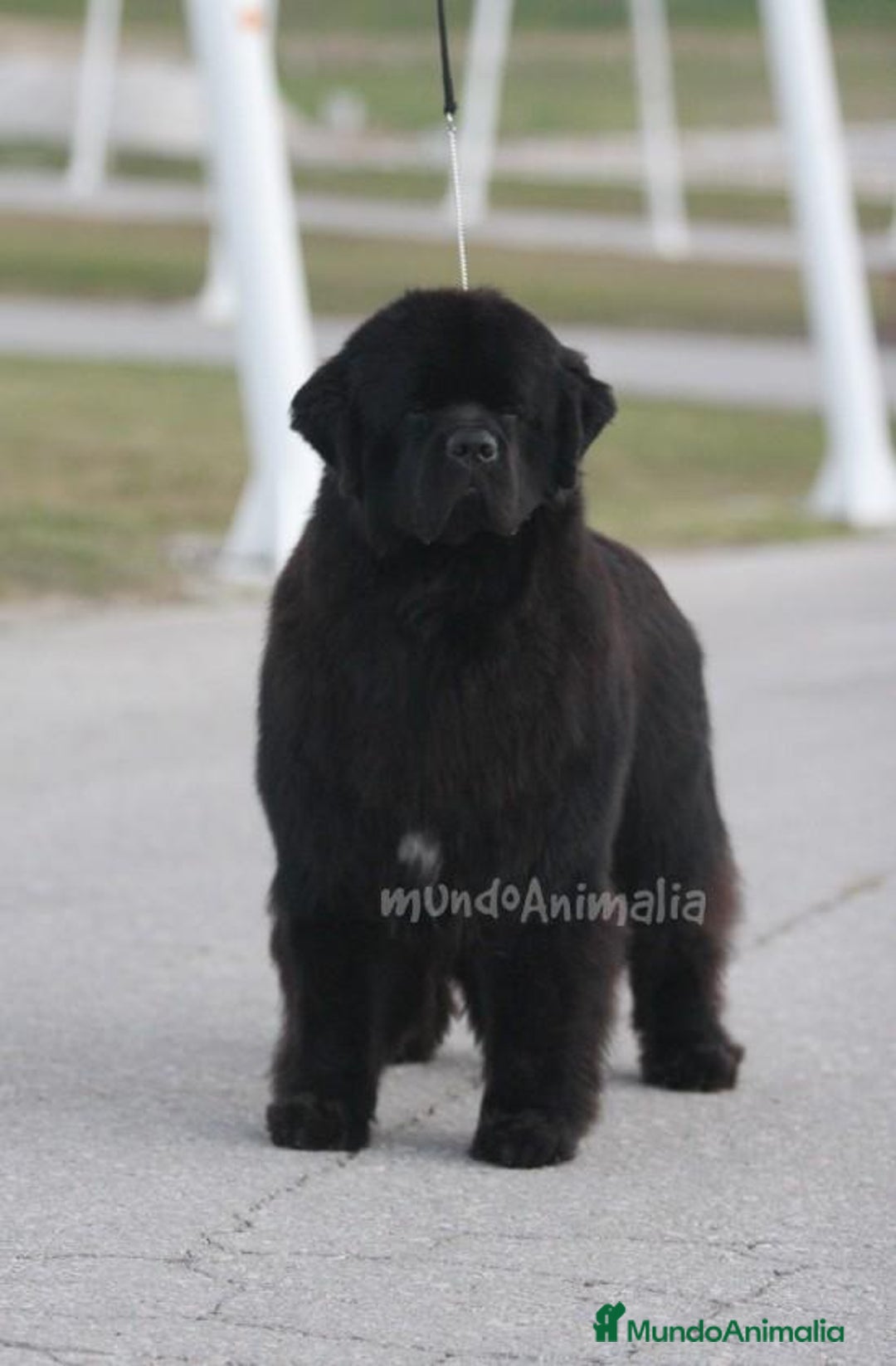 Imagen de galería {{count}}