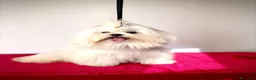 Bichón Maltés perros en venta: Bichón maltes line americana  - Anuncio 5