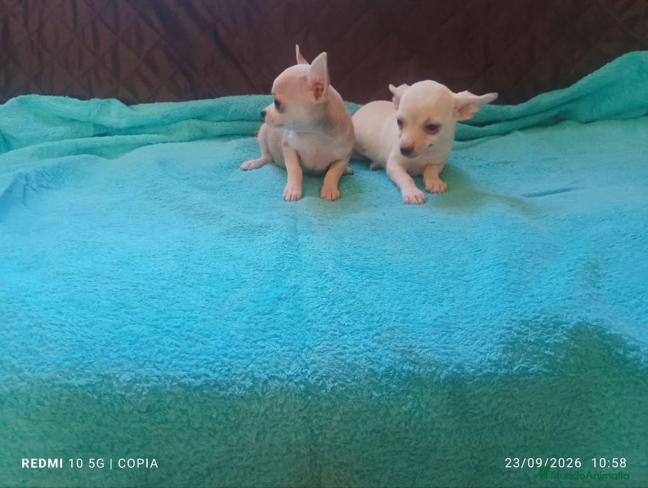 Chihuahua perros Cachorritos de chihuahua - Anuncio 1