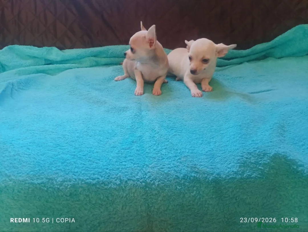 Chihuahua perros en venta: Cachorritos de chihuahua - Anuncio 1