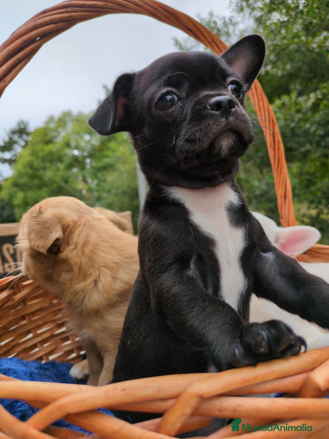 Chihuahua perros en venta: Chihuahuas toy cabeza de manzana - Imagen 16