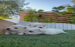 Bichón Maltés perros en venta: BICHÓN MALTÉS  - Imagen 24