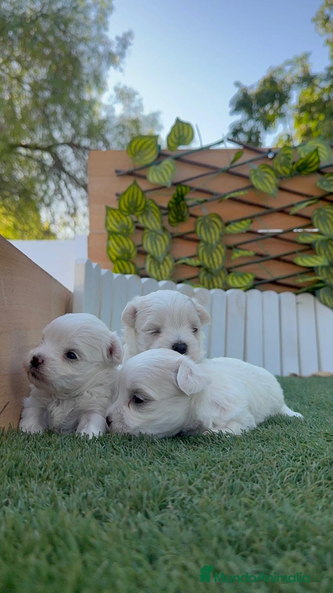 Bichón Maltés perros en venta: BICHÓN MALTÉS  - Imagen 24
