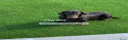 Teckel Miniatura perros en venta: TECKEL 4 MESES CHOCOLATE - Anuncio 2