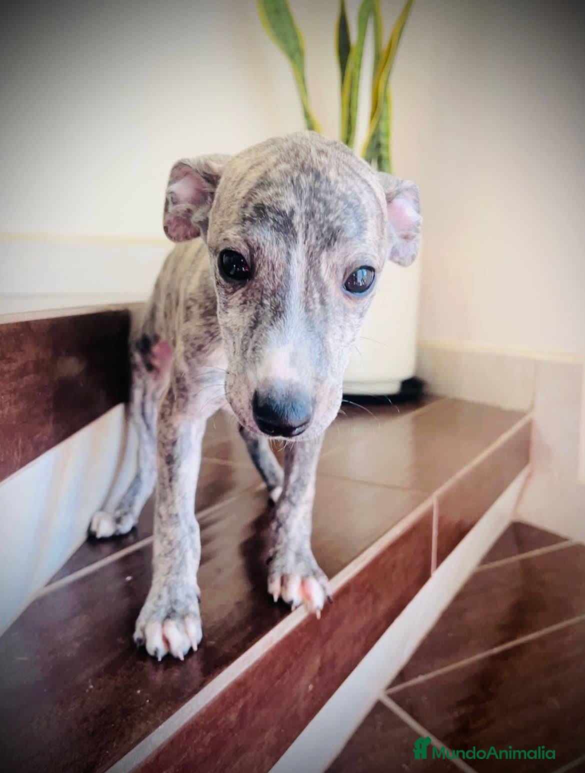 Whippet perros en venta: CACHORROS WHIPPET  - Anuncio 3