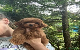 Caniche Toy perros en venta: Caniche teddy asiáticos  - Imagen 6