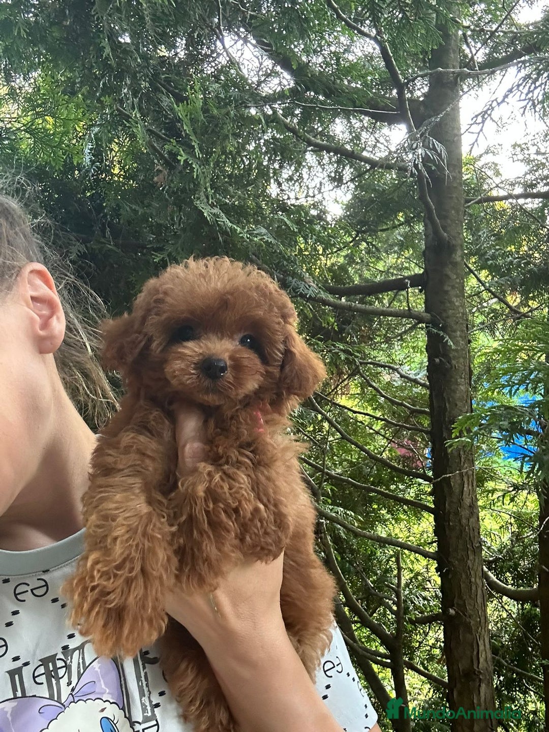 Caniche Toy perros en venta: Caniche teddy asiáticos  - Imagen 6
