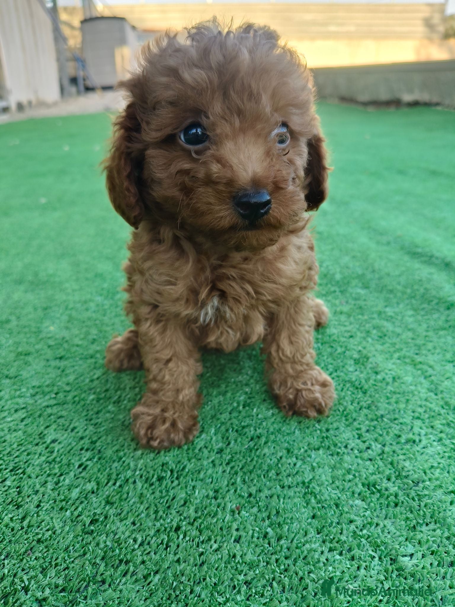 Caniche Toy perros 🐩  Cachorros Caniche Toy  🐾 - Anuncio 1