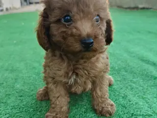 Caniche Toy perros 🐩 Cachorros Caniche Toy 🐾 - Anuncio 1