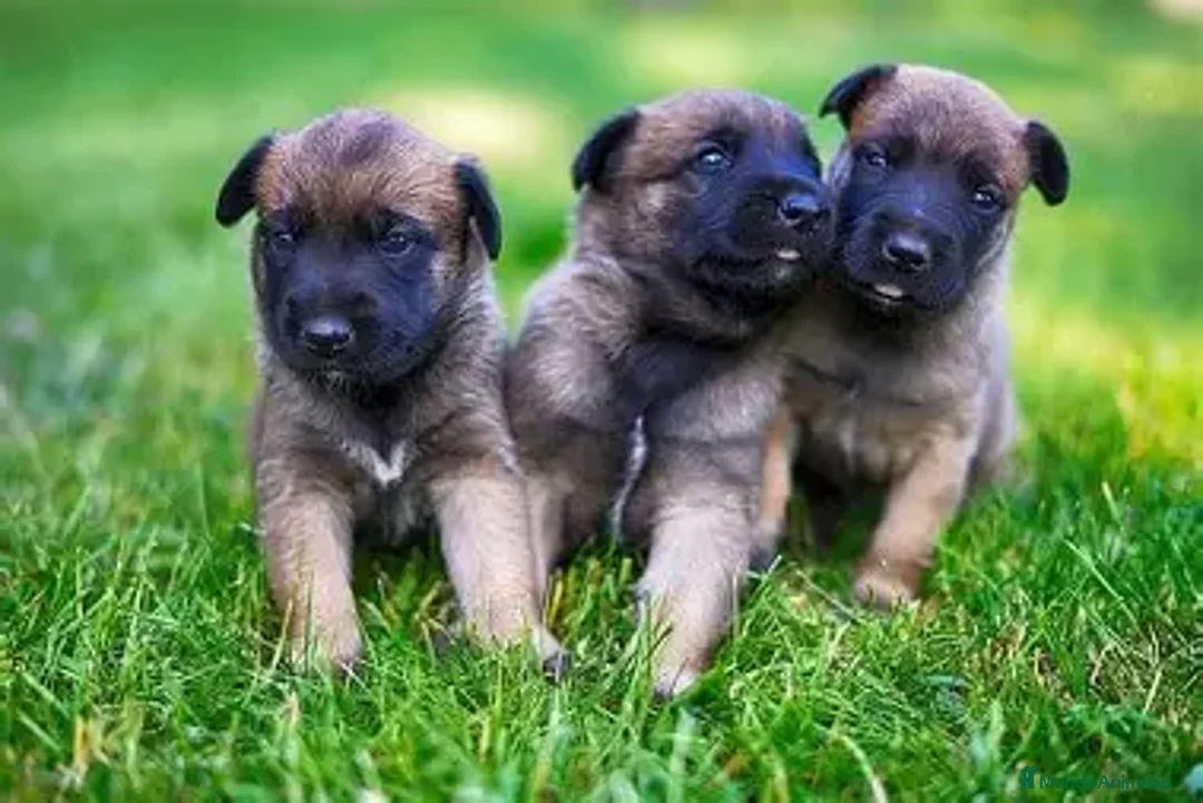 Pastor Belga Malinois perros en venta: CACHORRO PASTOR BELGA MALINOIS  - Anuncio 1