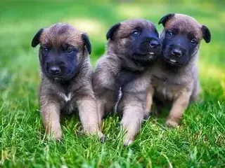 Pastor Belga Malinois perros CACHORRO PASTOR BELGA MALINOIS - Anuncio 7