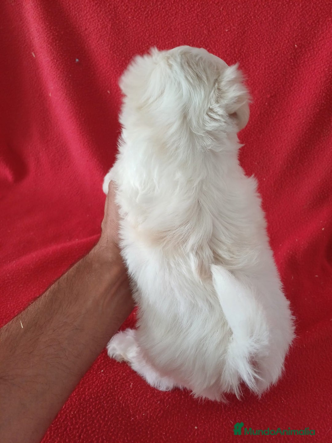 Bichón Maltés perros en venta: Bichon Maltés Americano  - Anuncio 3