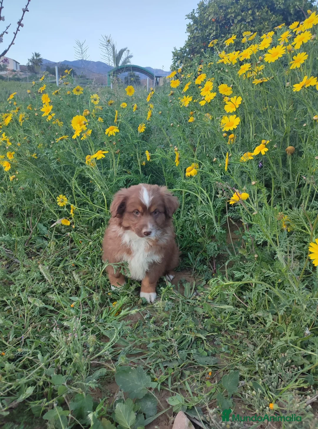 Pastor Miniatura Americano perros en venta: CACHORROS PASTOR AMERICANO MINIATURA  - Anuncio 1