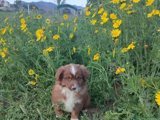 Pastor Miniatura Americano perros CACHORROS PASTOR AMERICANO MINIATURA - Anuncio 1