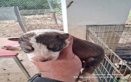 Border Collie perros en venta: Camada de border collie  - Imagen 10