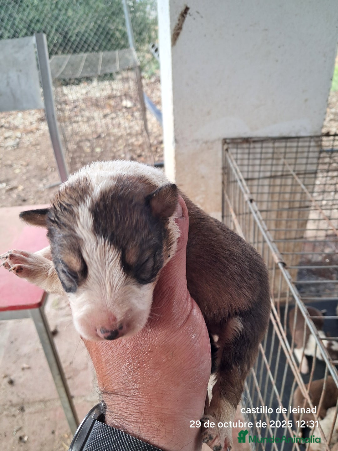Border Collie perros en venta: Camada de border collie  - Imagen 10