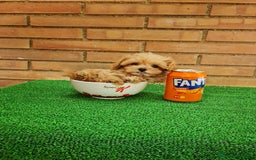 Maltipoo perros en venta: Maltipoo - Imagen 2