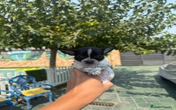 Chihuahua perros en venta: Excelentes chihuahuas - Imagen 5