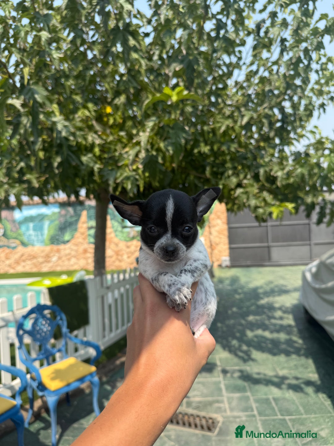 Chihuahua perros en venta: Excelentes chihuahuas - Imagen 5