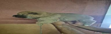 Shiba Inu Cachorro 1