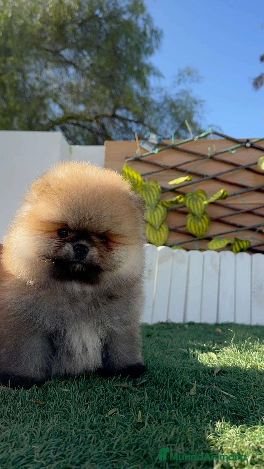 Pomerania perros en venta: POMERANIA MACHO - Anuncio 13