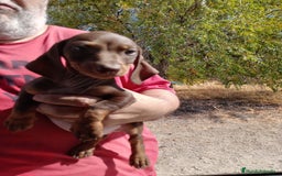 Teckel Miniatura perros en venta: Teckel miniatura pelo corto - Imagen 2