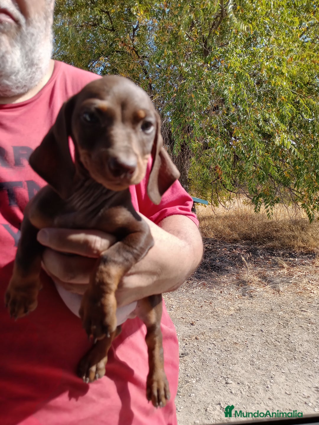 Teckel Miniatura perros en venta: Teckel miniatura pelo corto - Imagen 2