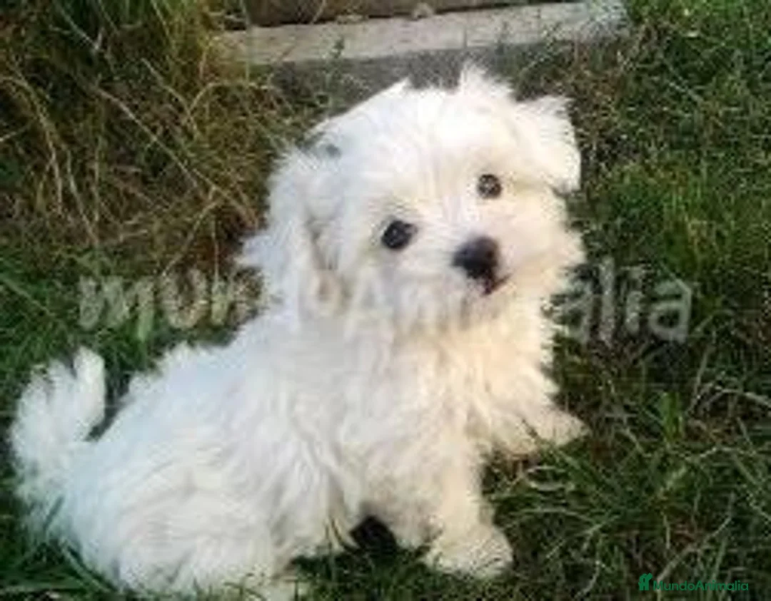 Imagen de galería {{count}}