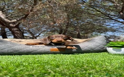 Teckel Miniatura perros en venta: CACHORROS TECKEL KANINCHEN - Imagen 2