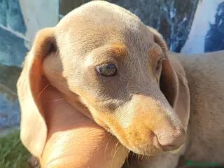 Teckel Miniatura perros TECKEL MINI ISABELLA MACHO - Anuncio 1