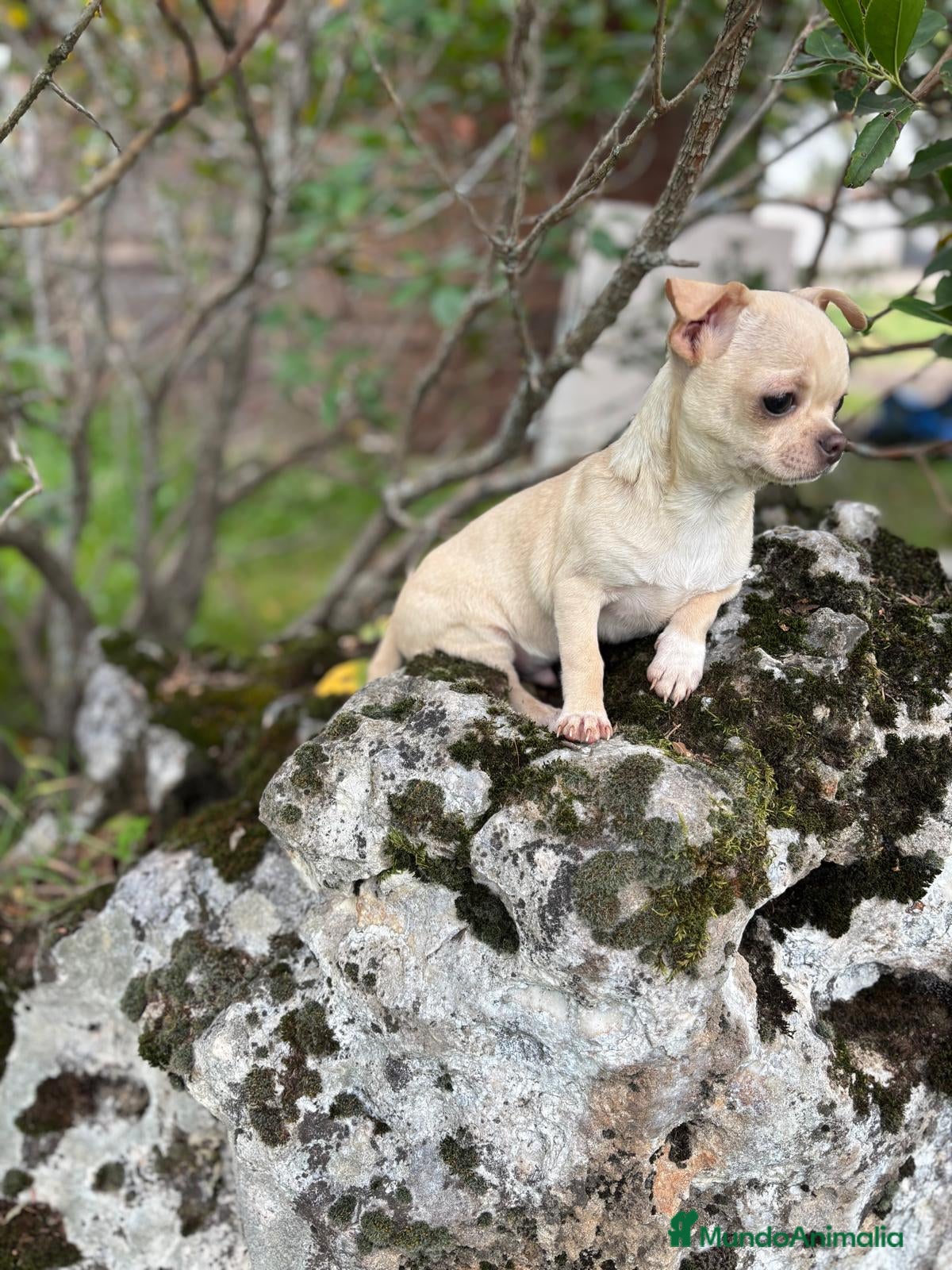 Chihuahua perros en venta: Chihuahua macho disponible  - Anuncio 5