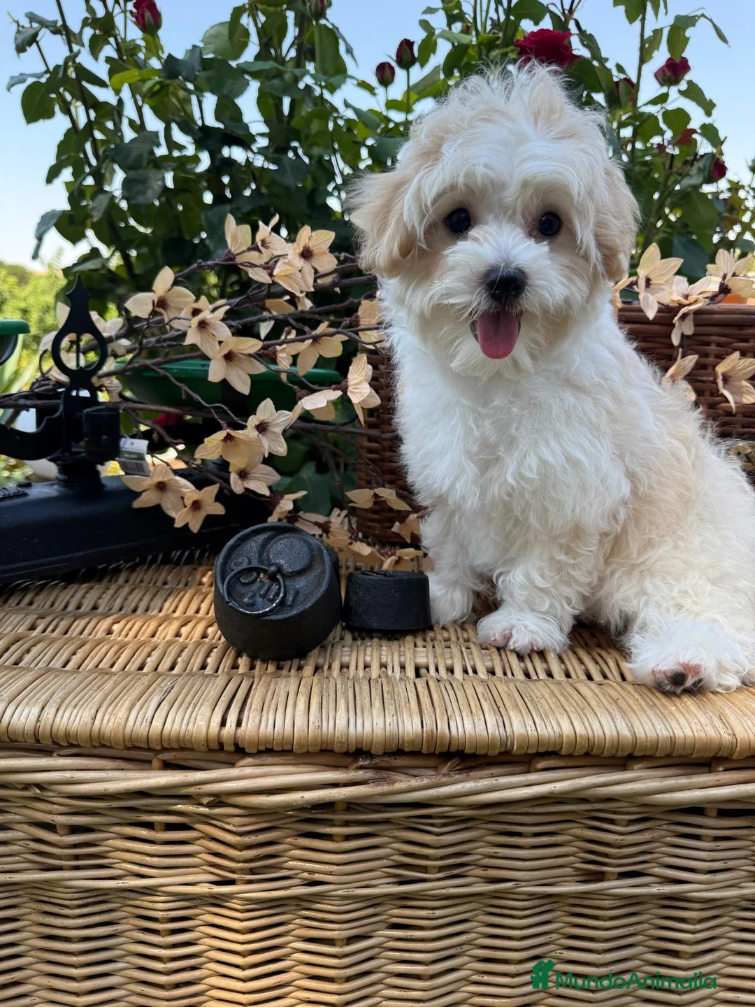Maltipoo perros en venta: Maltipoo  - Anuncio 1